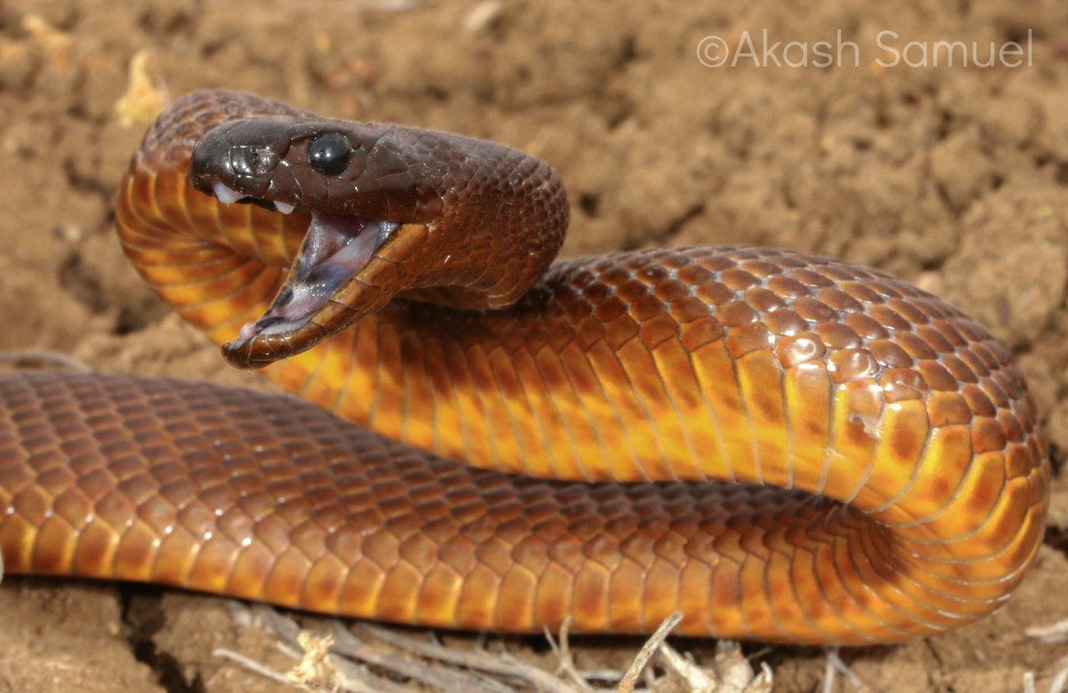 Медянка змея Израиль