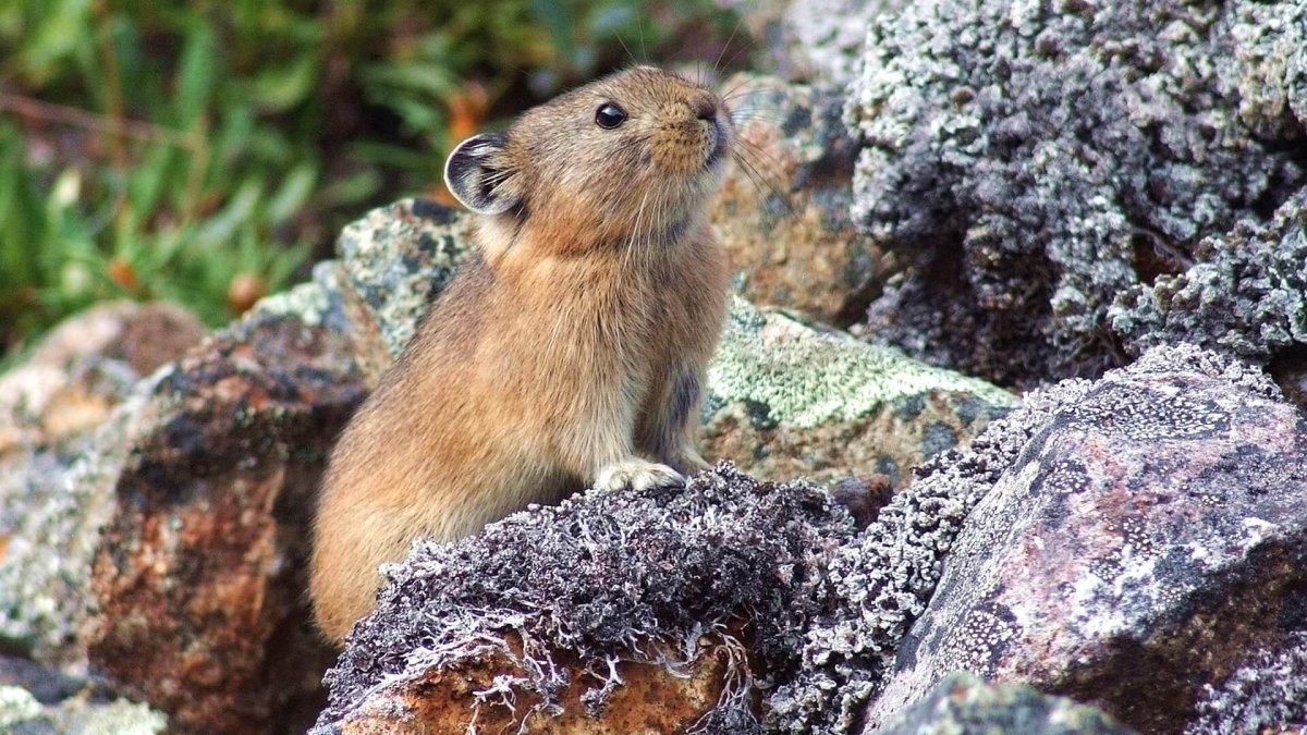 Амурский лемминг