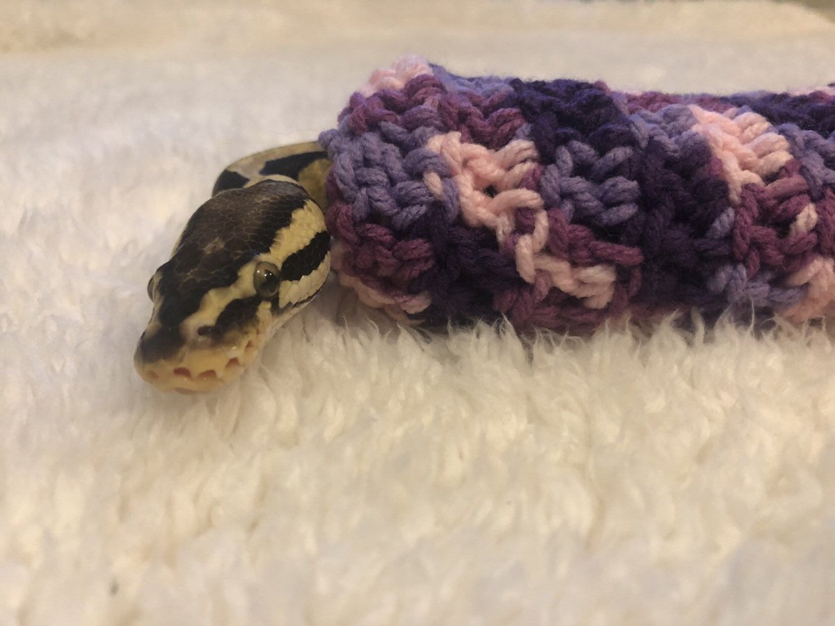 Питон в свитере