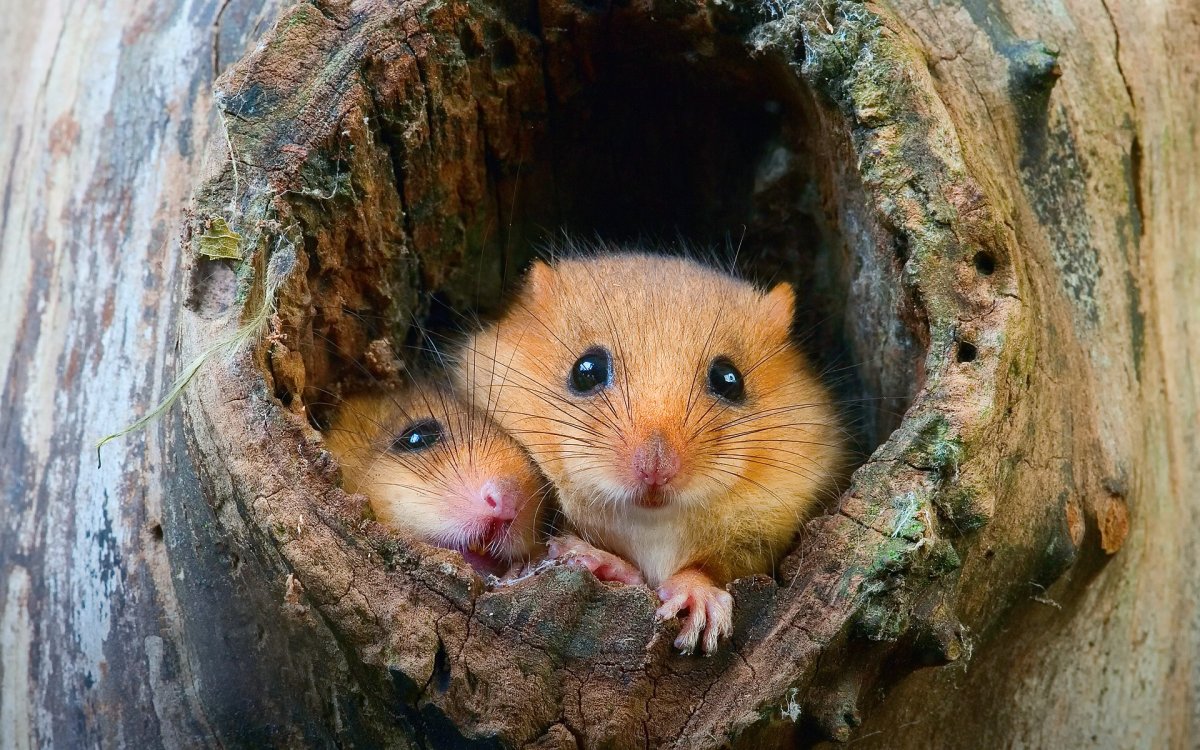 Зверек орешниковая Соня