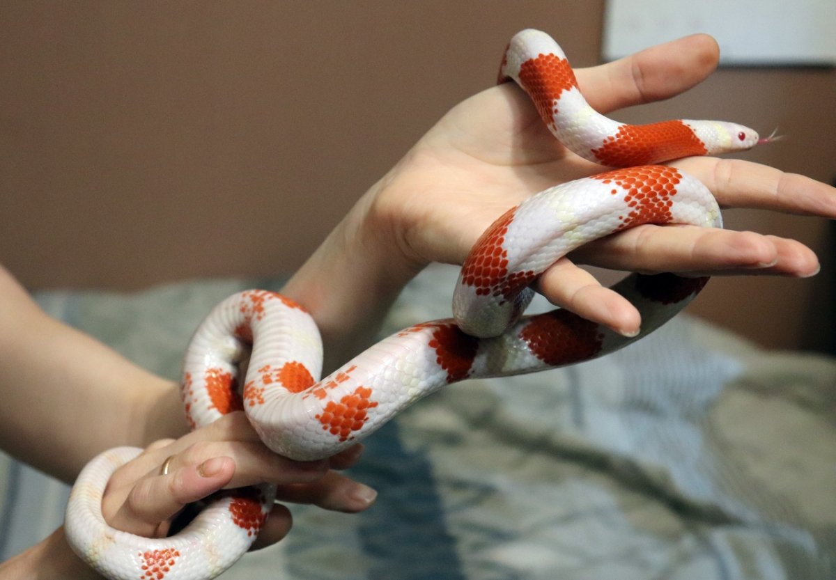 Синалойская молочная змея взрослая