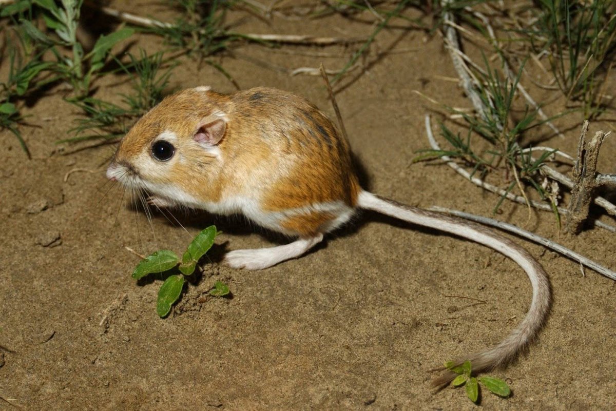 Мускусная кенгуровая крыса