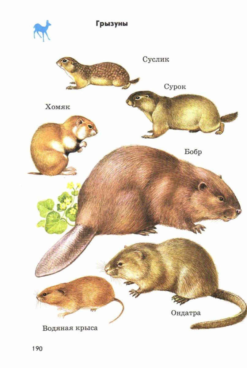 Грызуны с названиями