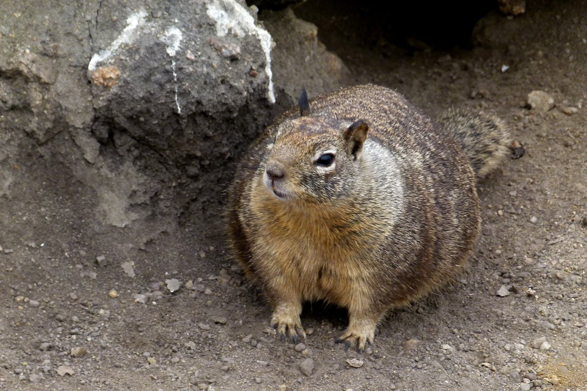 Горная белка