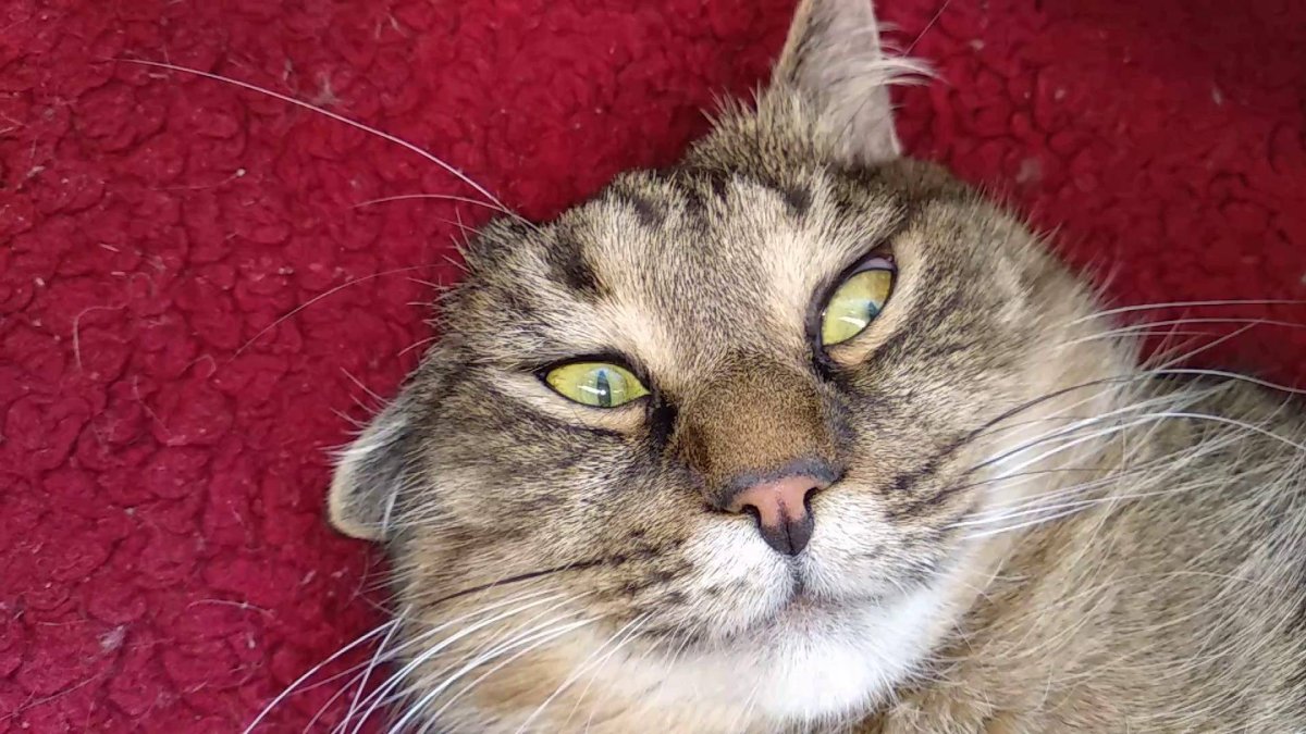 Котик при параде