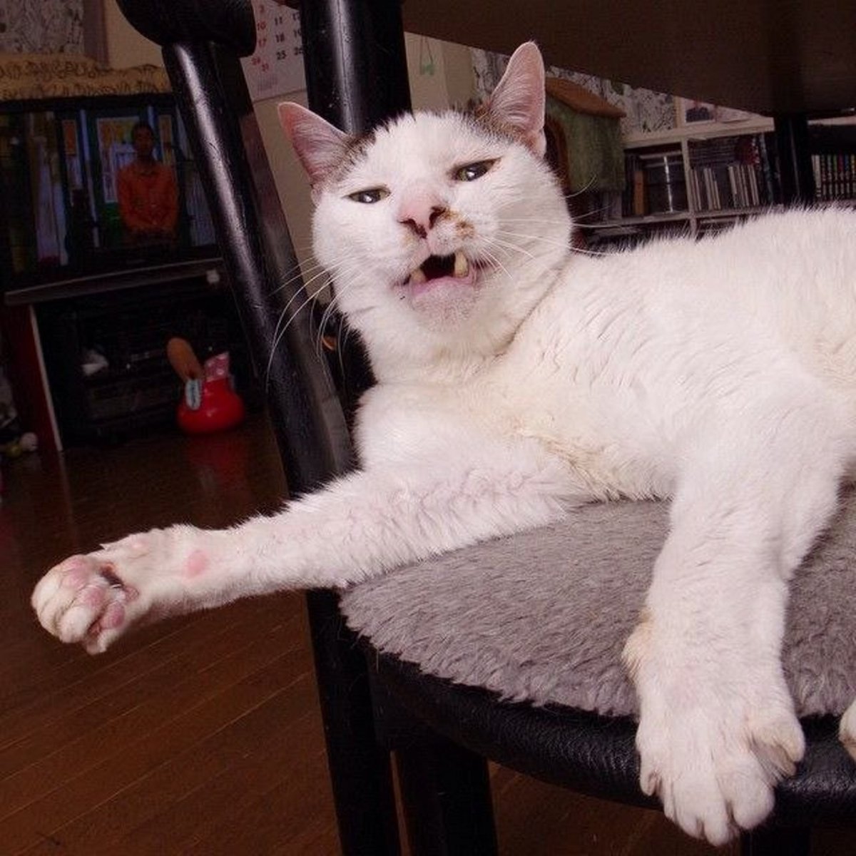 Косоглазый кот