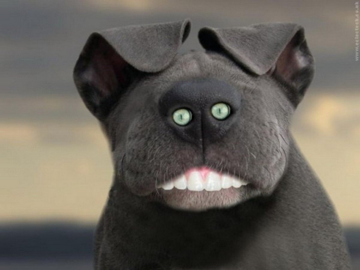 Котейка в космосе