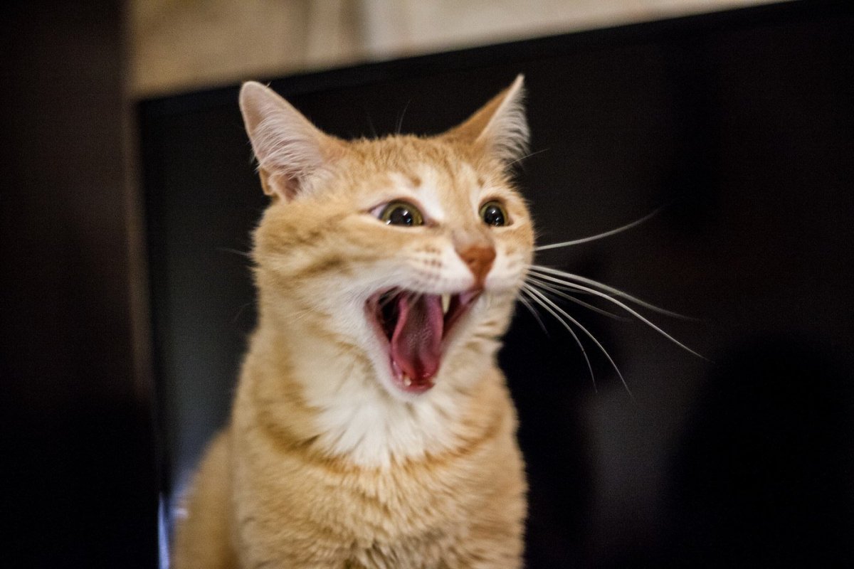 Глупые коты