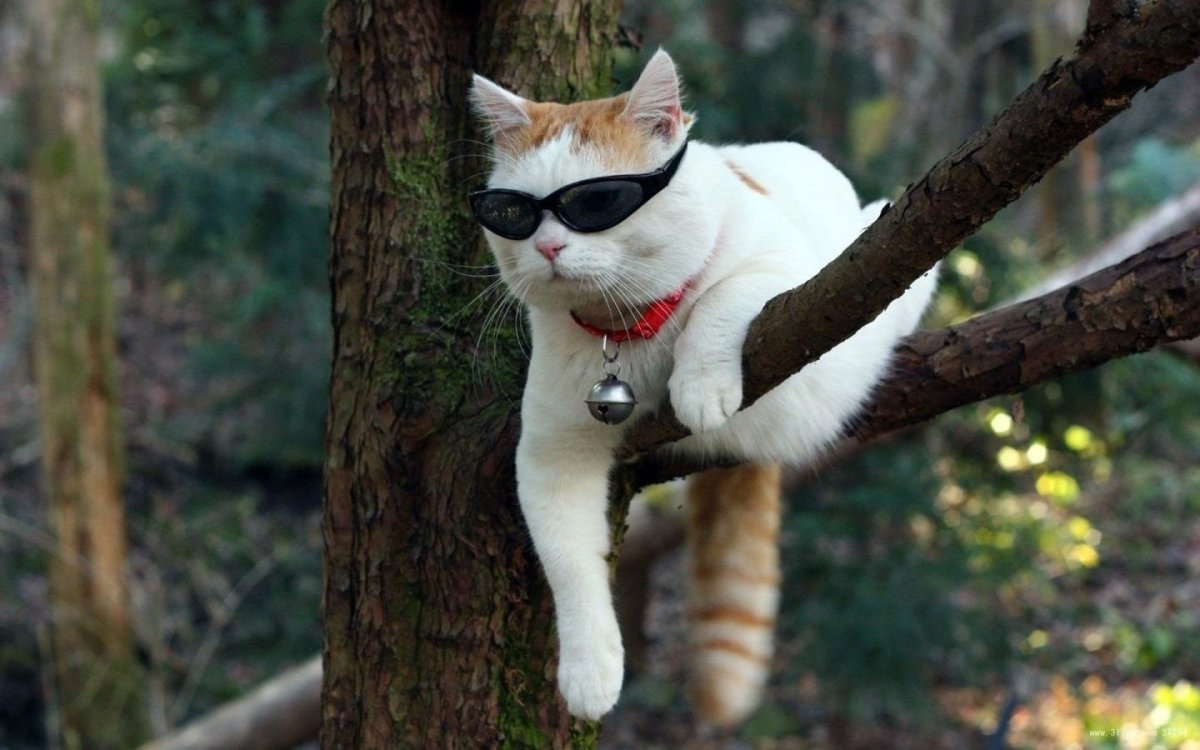 Кот горизонтально