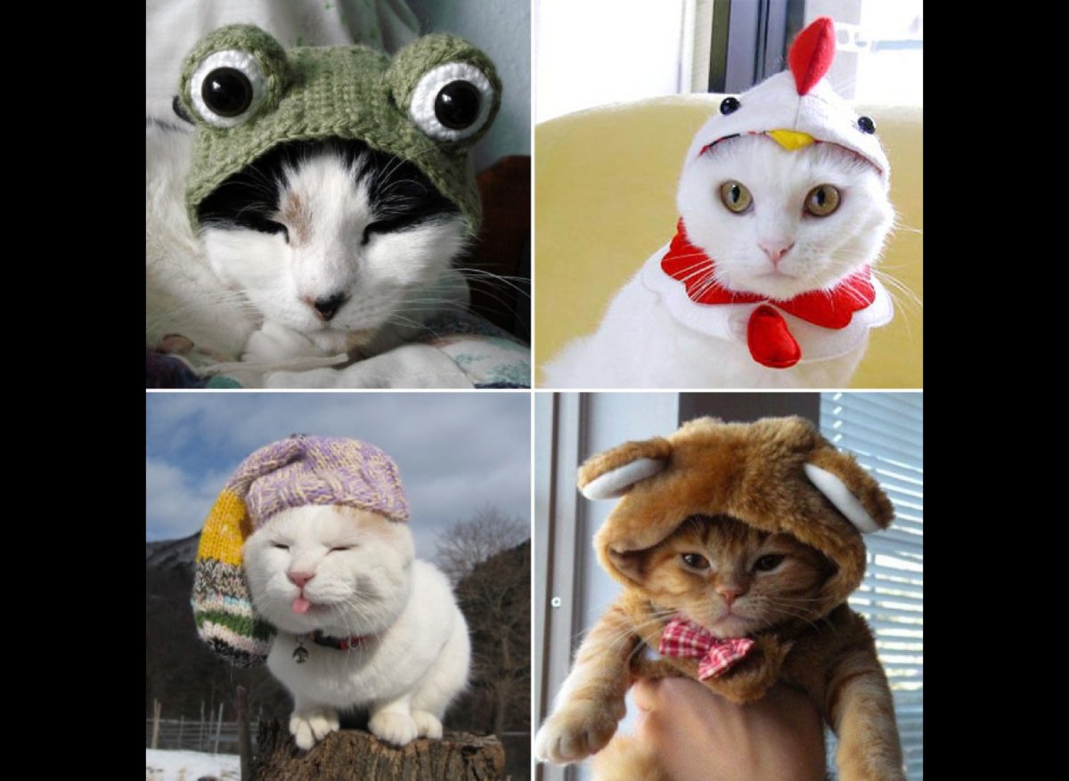 Удивленный взгляд кота