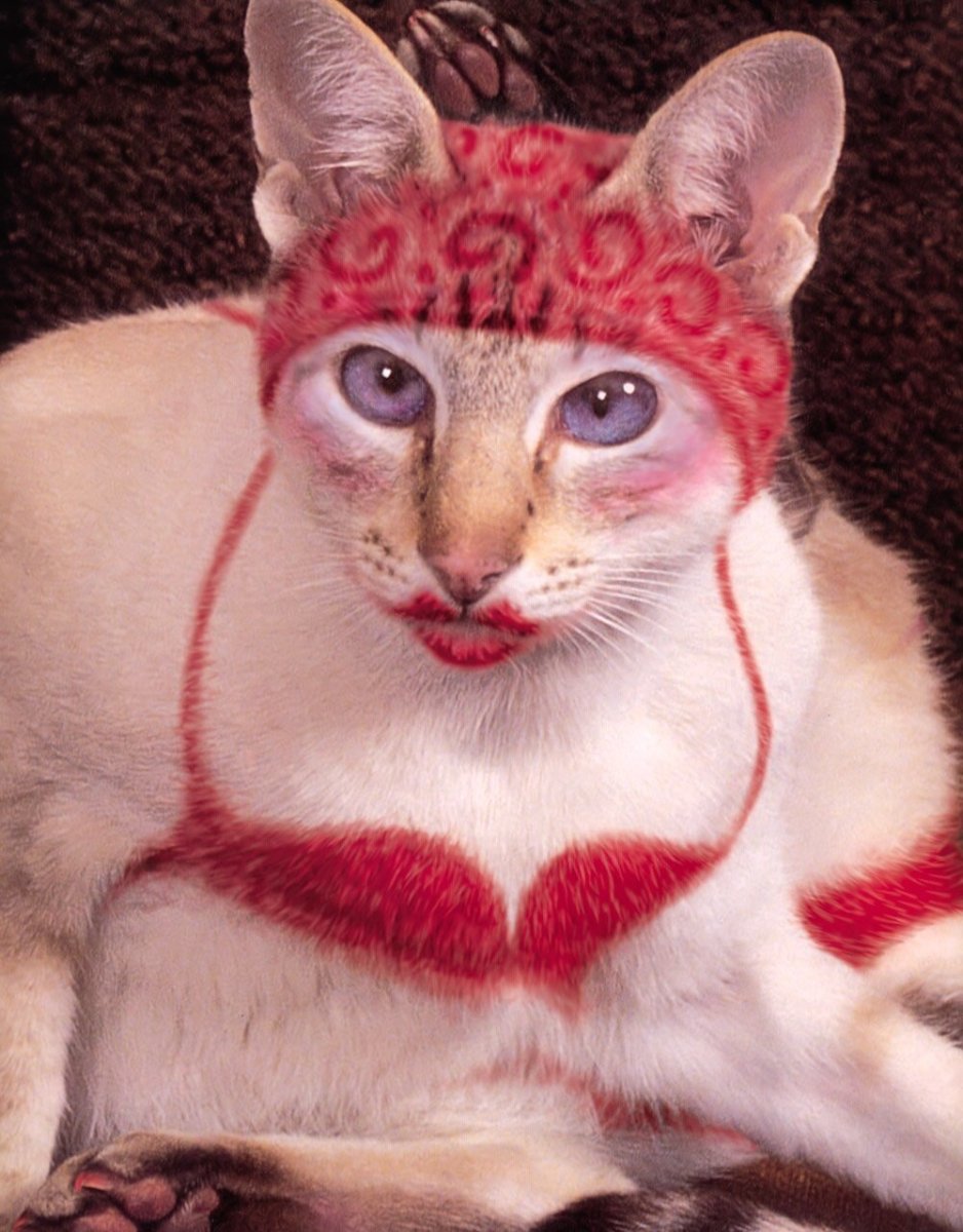 Дурацкие коты