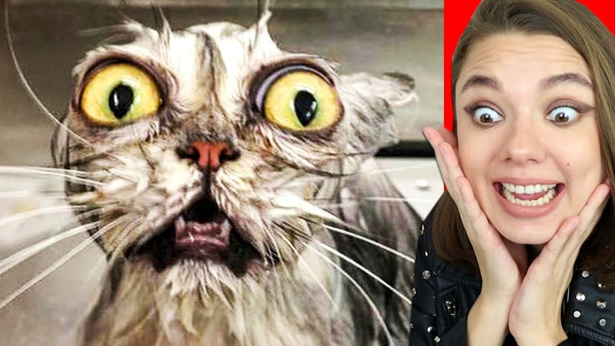 Кот с тупым лицом