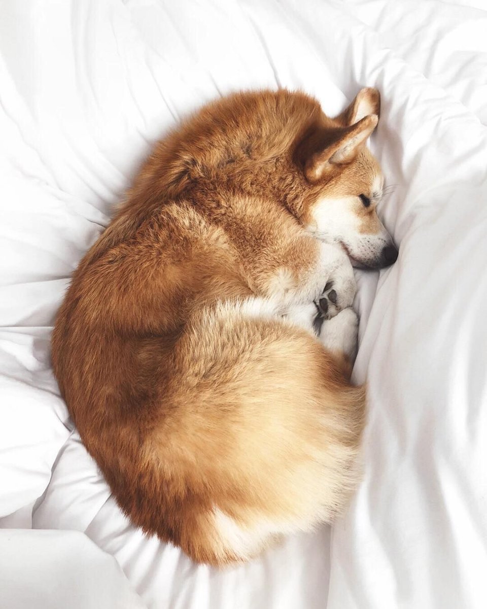 Спокойной ночи щенки корги