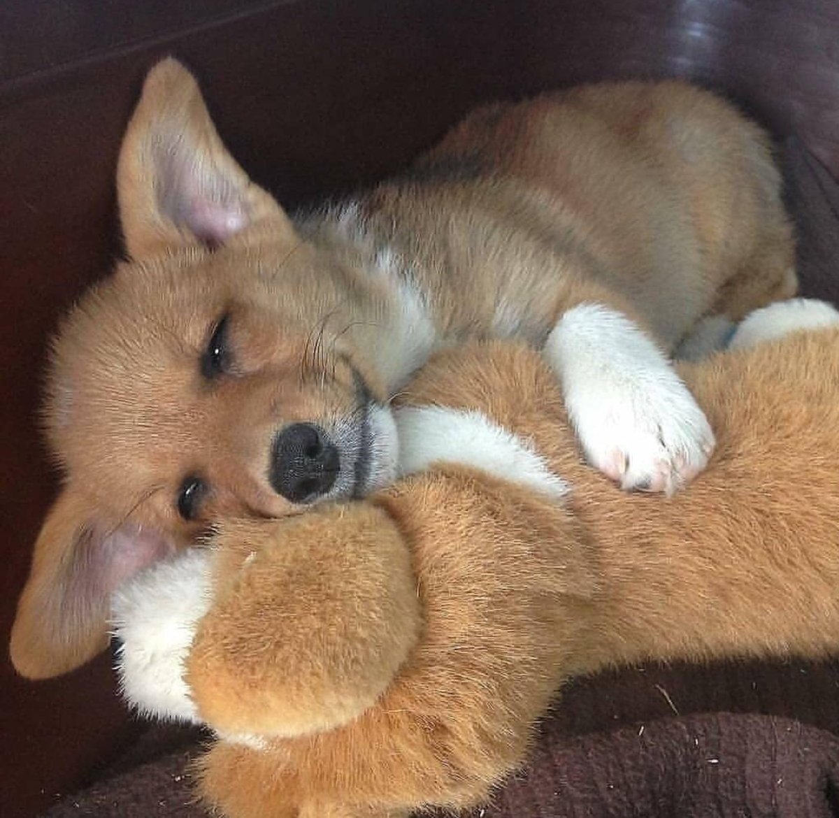 Корги на травке