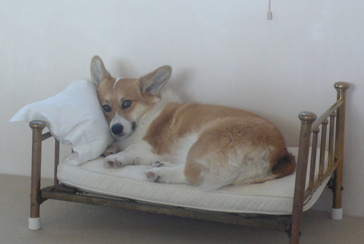 Щенок вельш корги спит