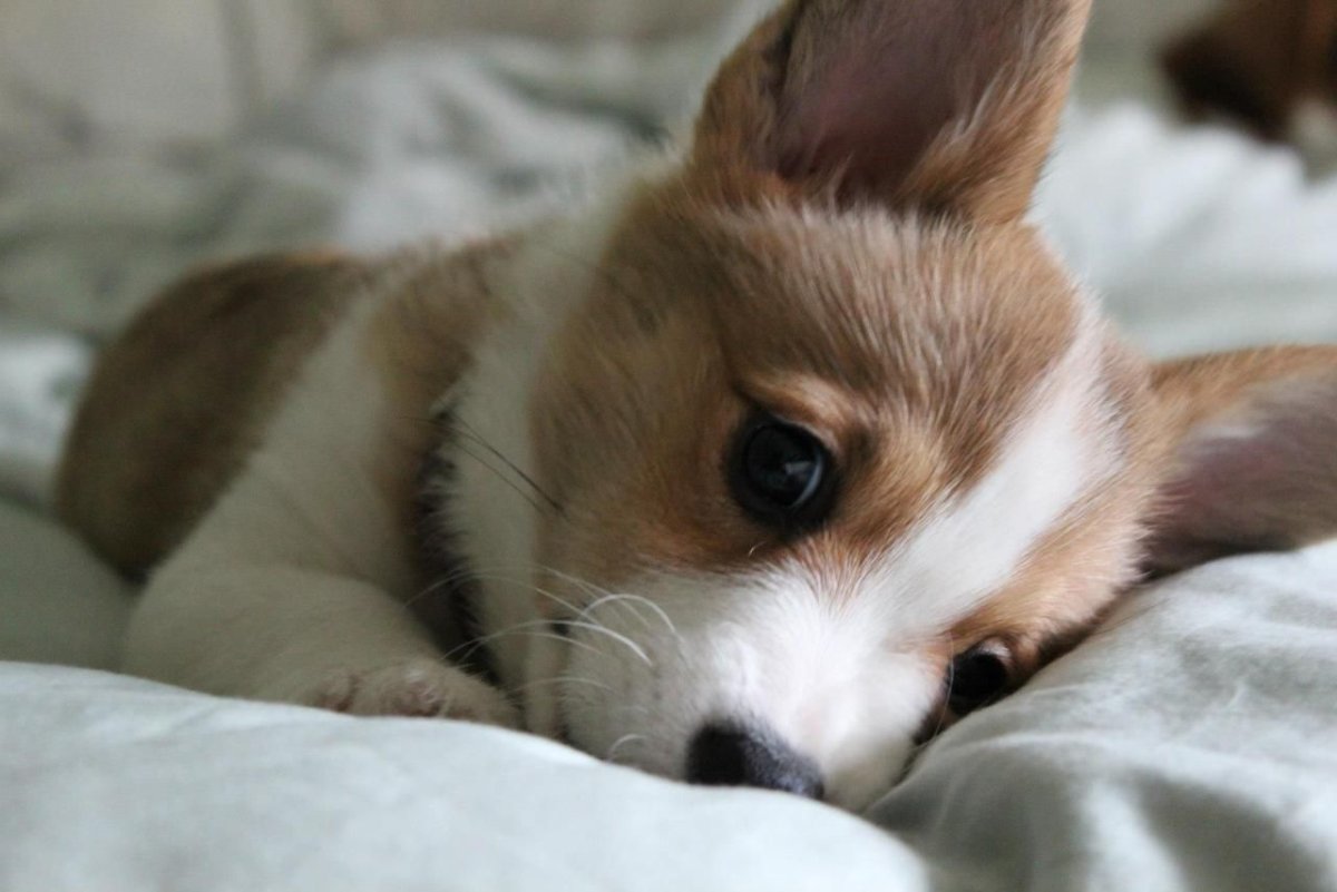 Корги сохраненки