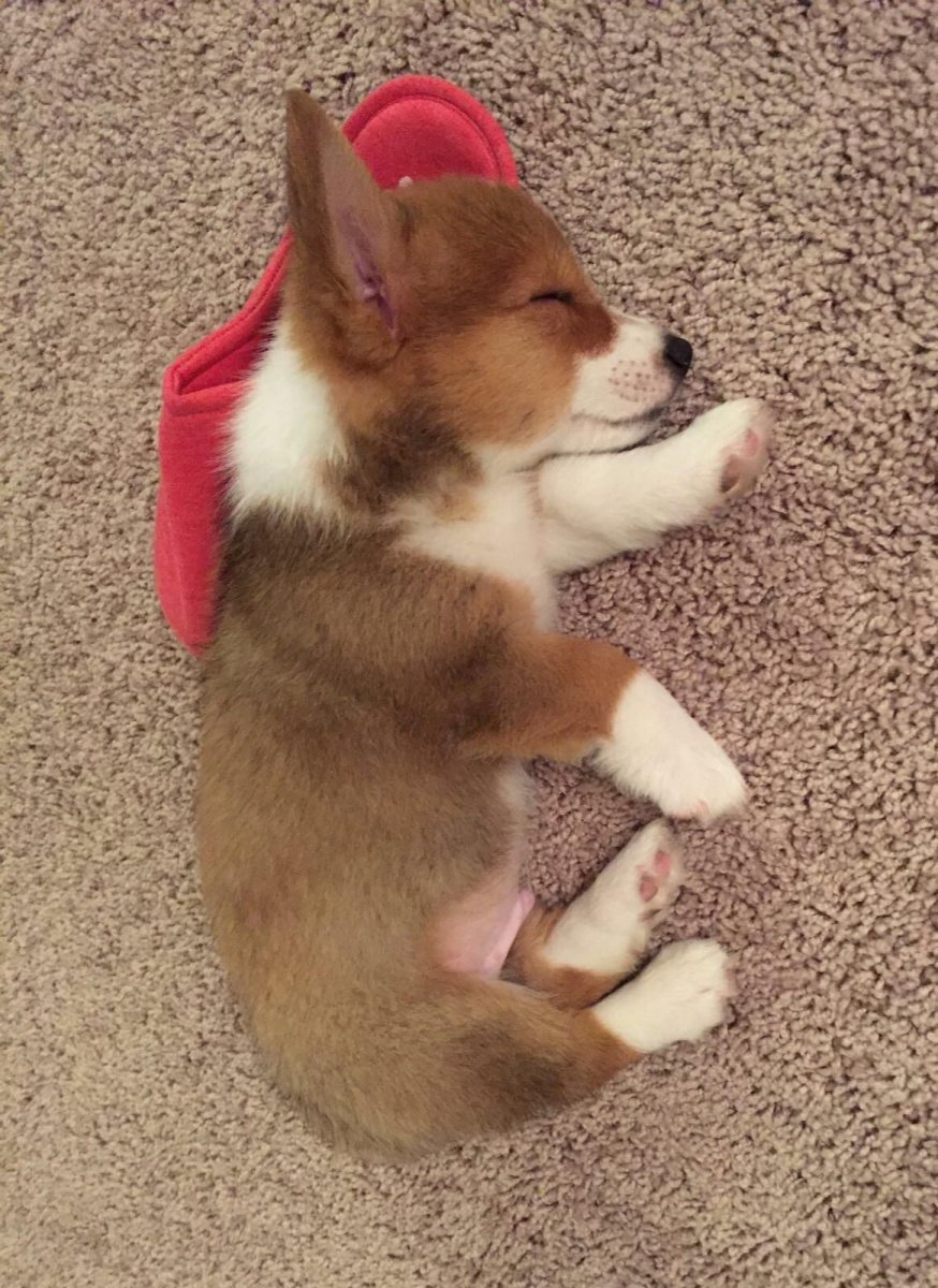 Щенок вельш корги спит