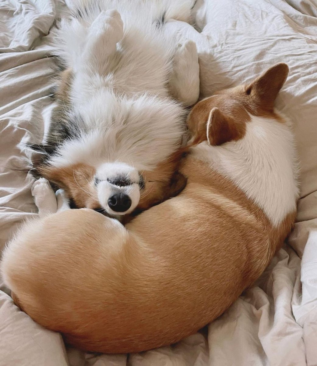 Корги доброй ночи