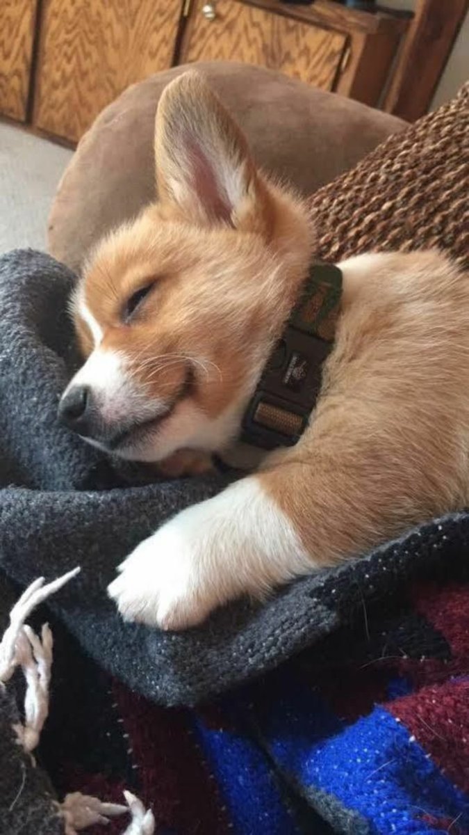 Спящие щенки