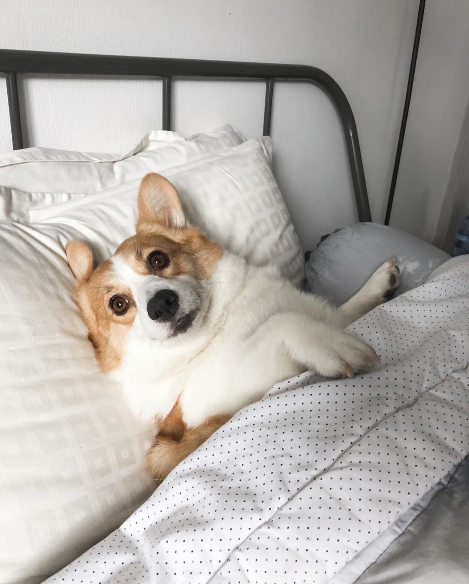 Лисица корги