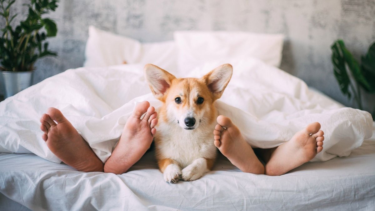 Вельш корги спит