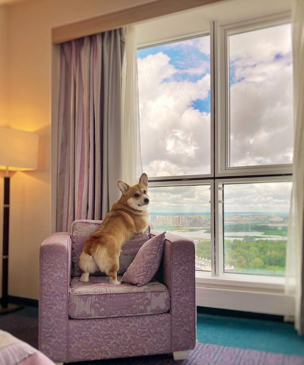 Милые спящие корги