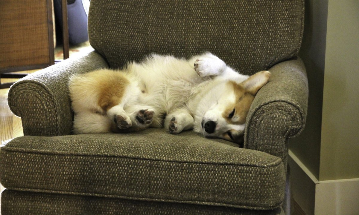 Спящие корги