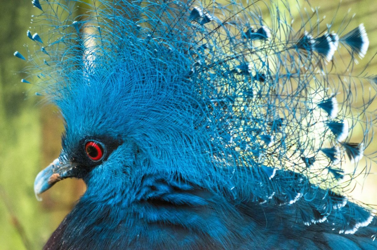 Венценосный голубь Виктория