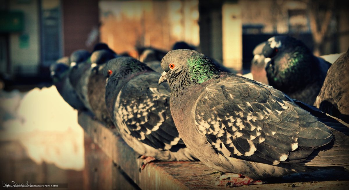 Раротонгский пёстрый голубь