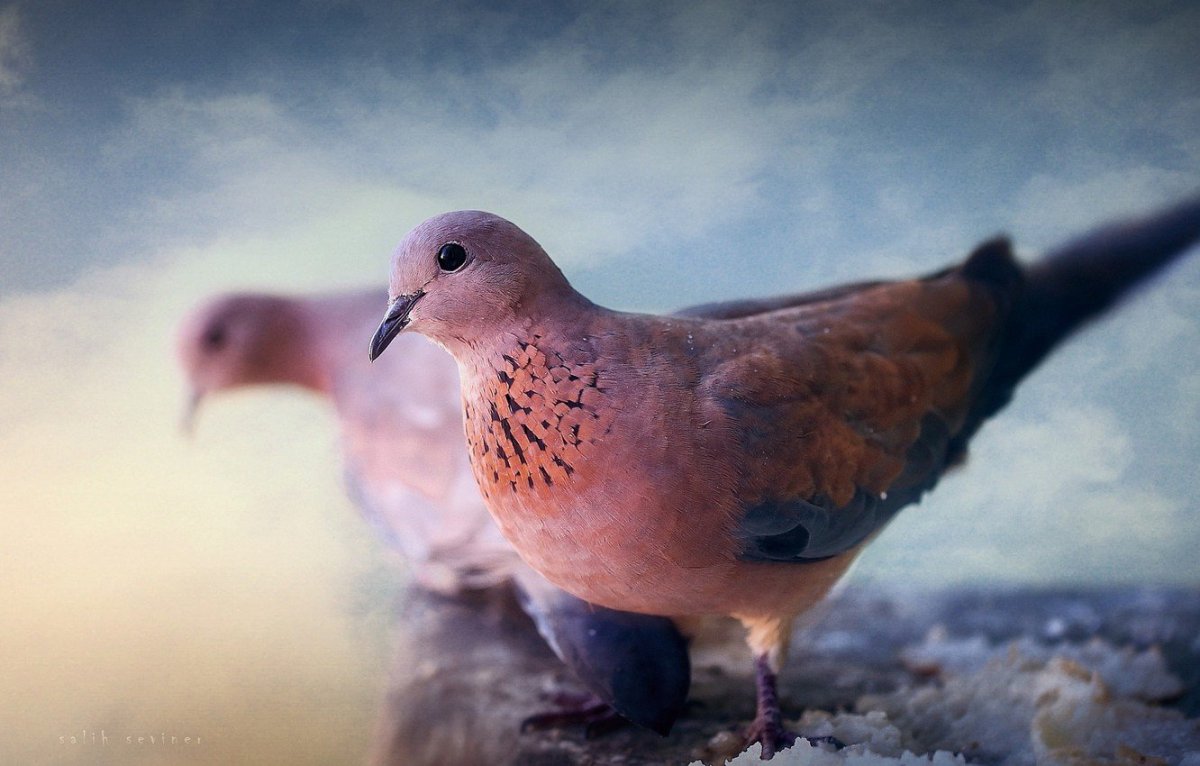 Красивые окрасы птиц