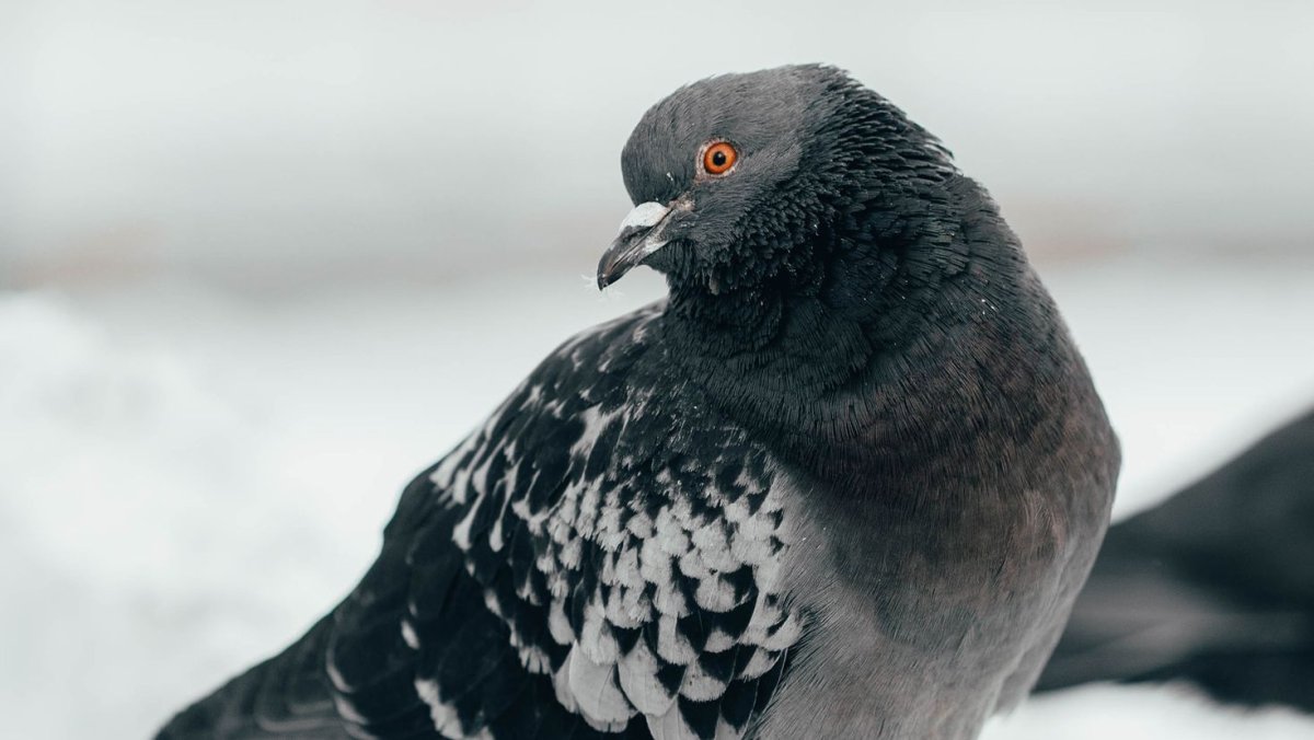 Смешной Воробей