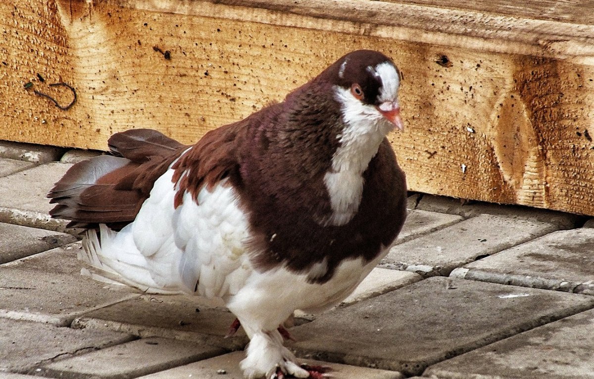 Голубь в высоком качестве