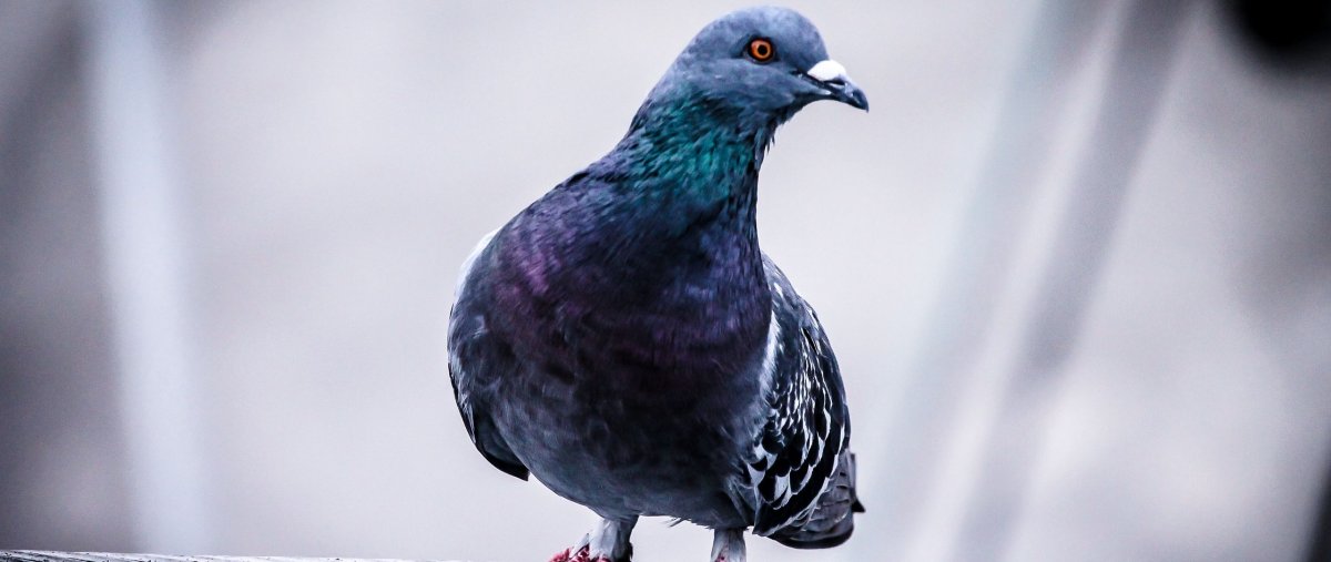 Перья редких птиц