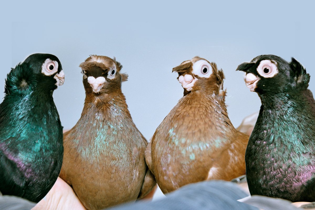 Птицы Эстетика