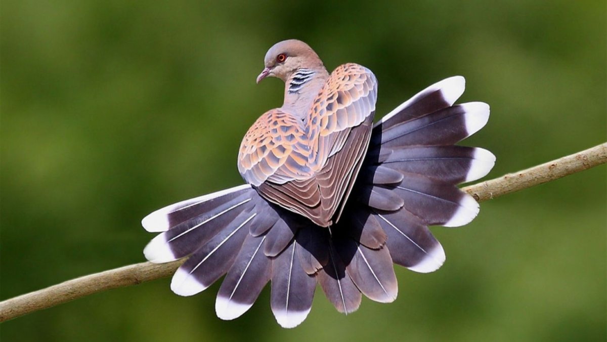 Длиннокрылый Берлинский голубь