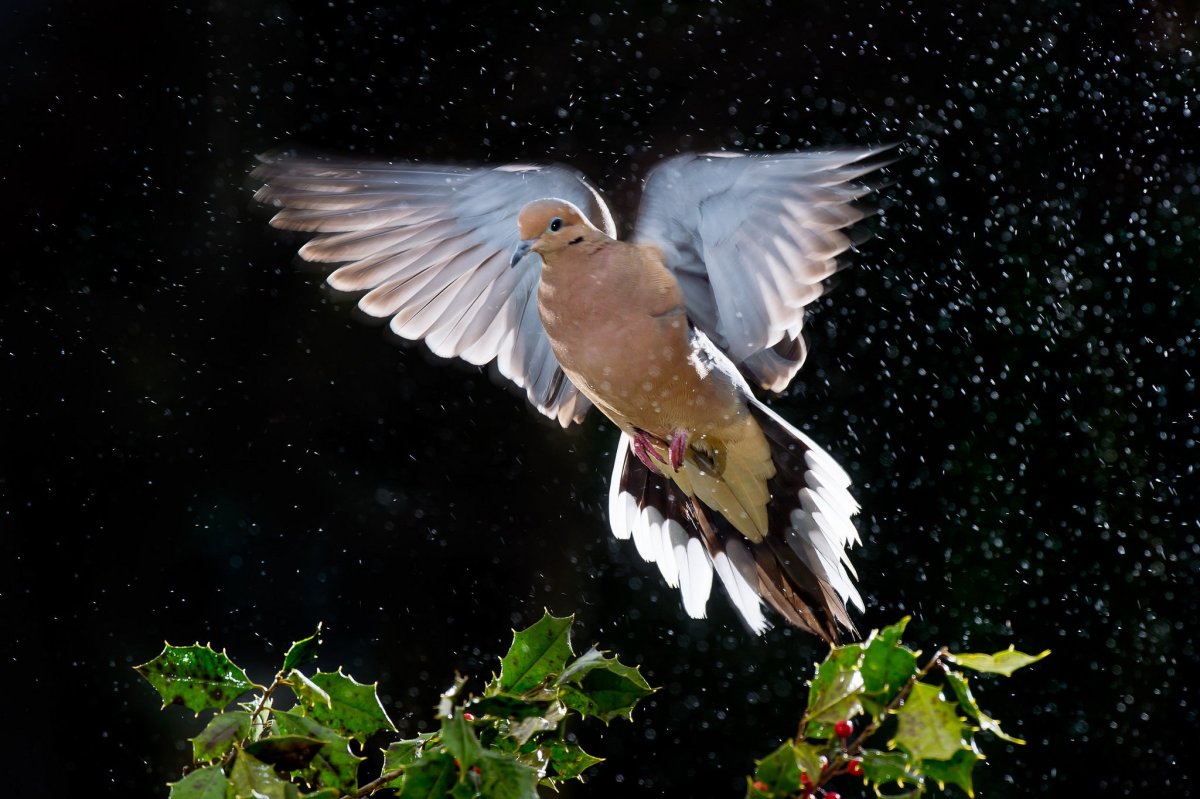 Веероносный венценосный голубь