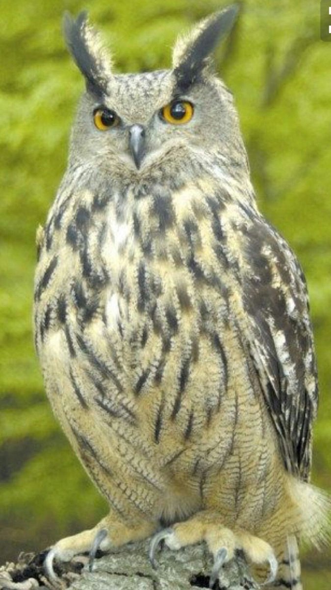 Филин обыкновенный (Bubo Bubo)