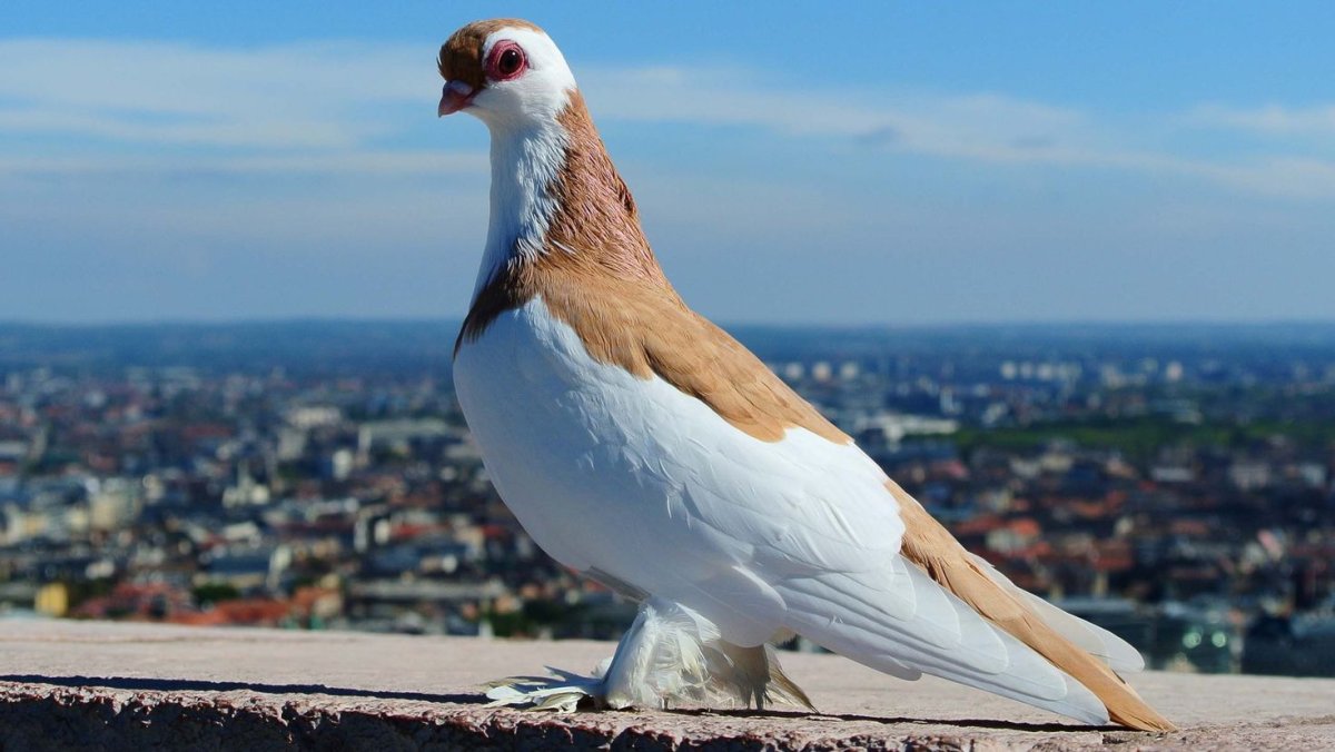 Птицы дождя