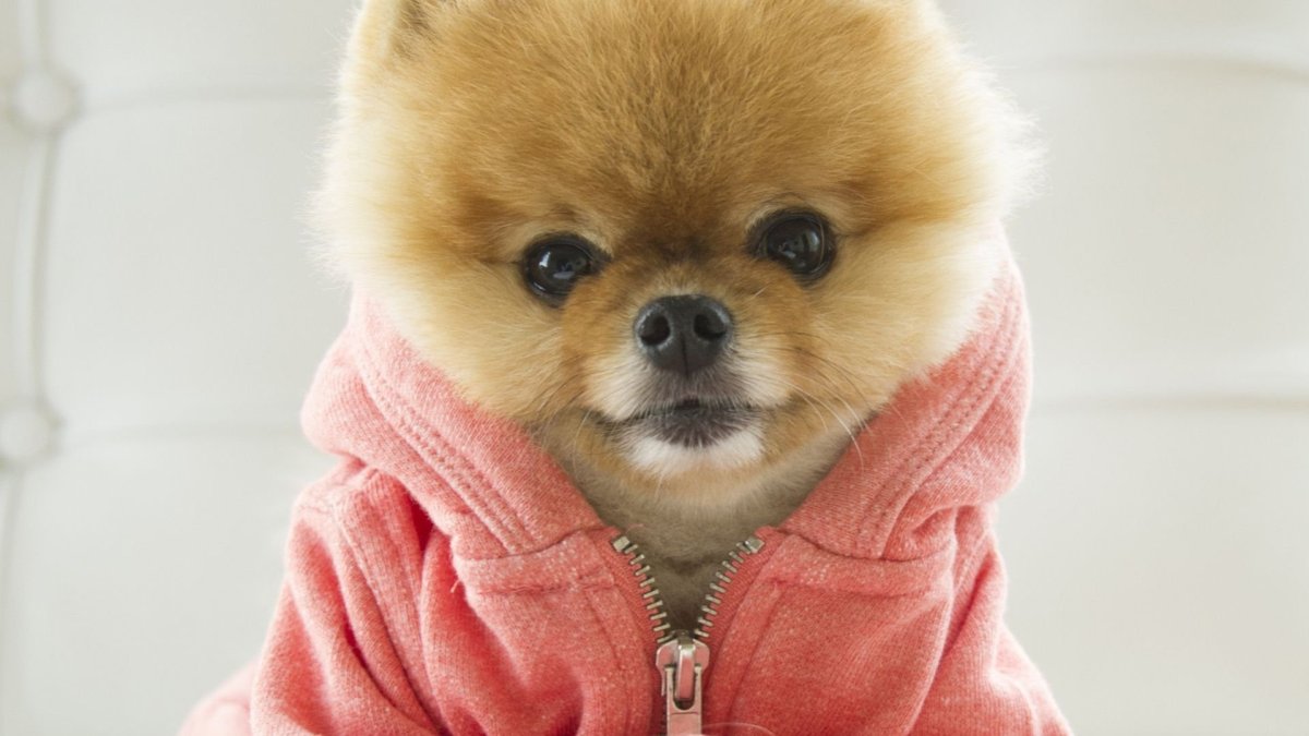 Самые красивые породы собак