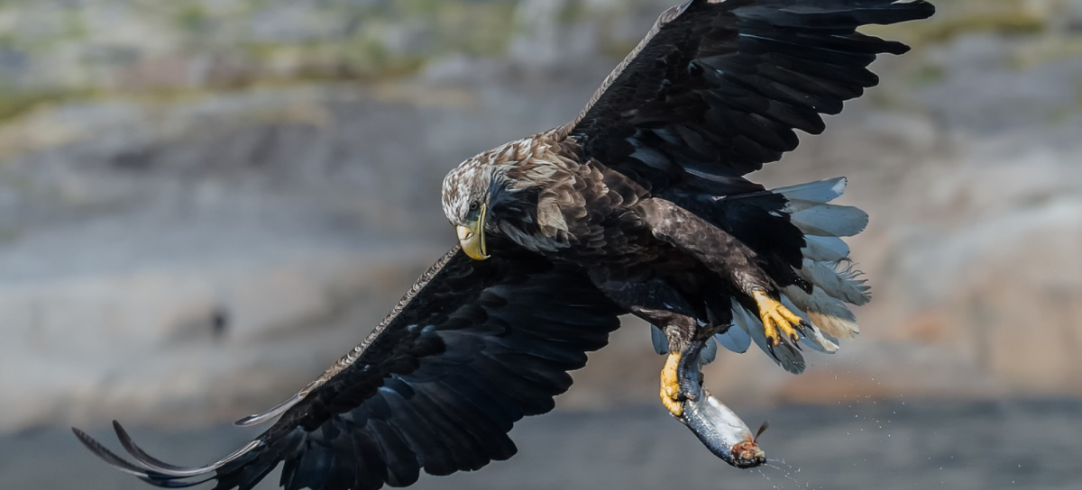 Орлан белохвост в Карелии