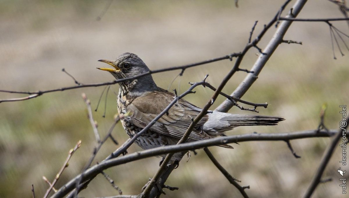 Лесные птицы ХМАО