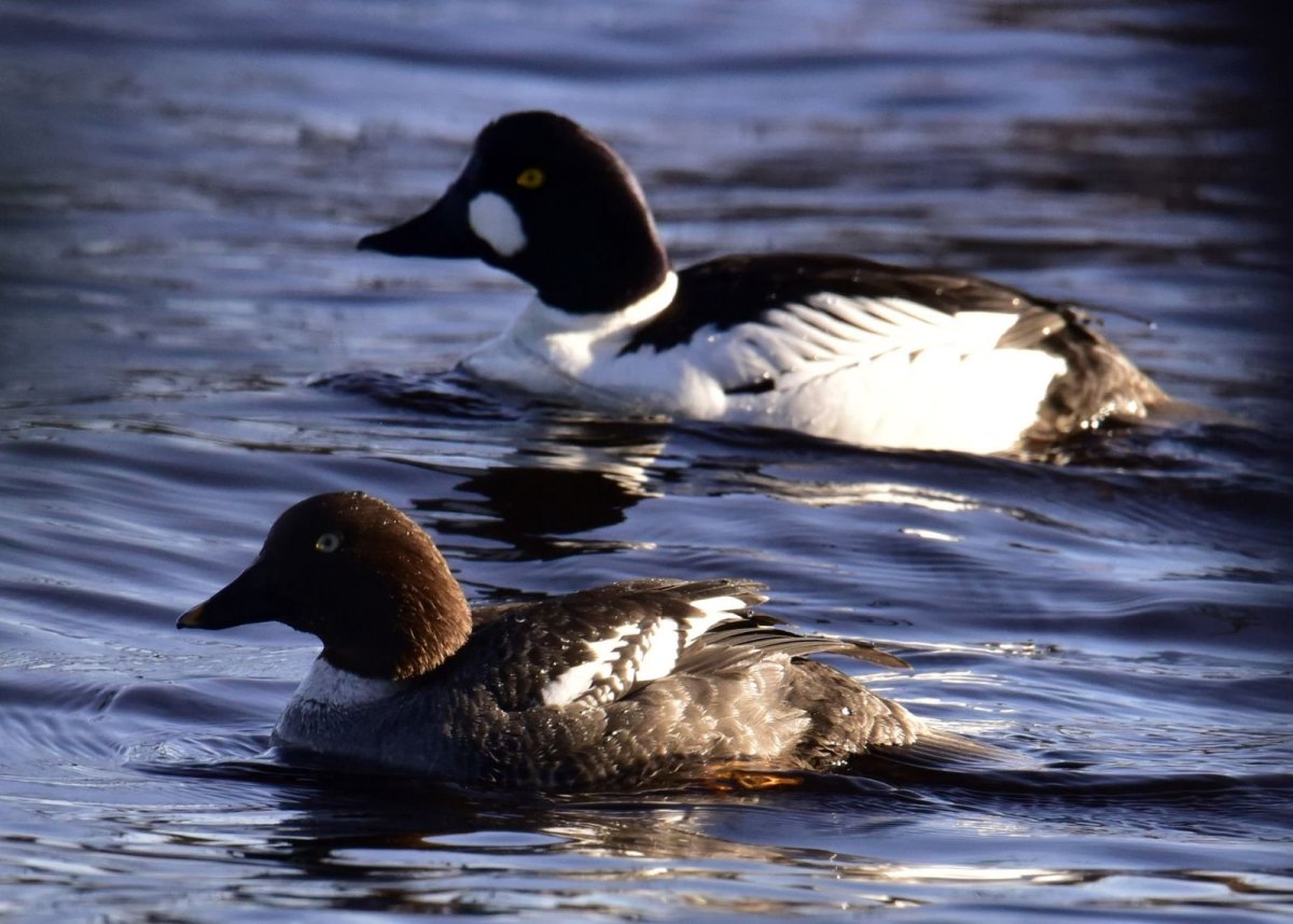 Кытнелор озеро