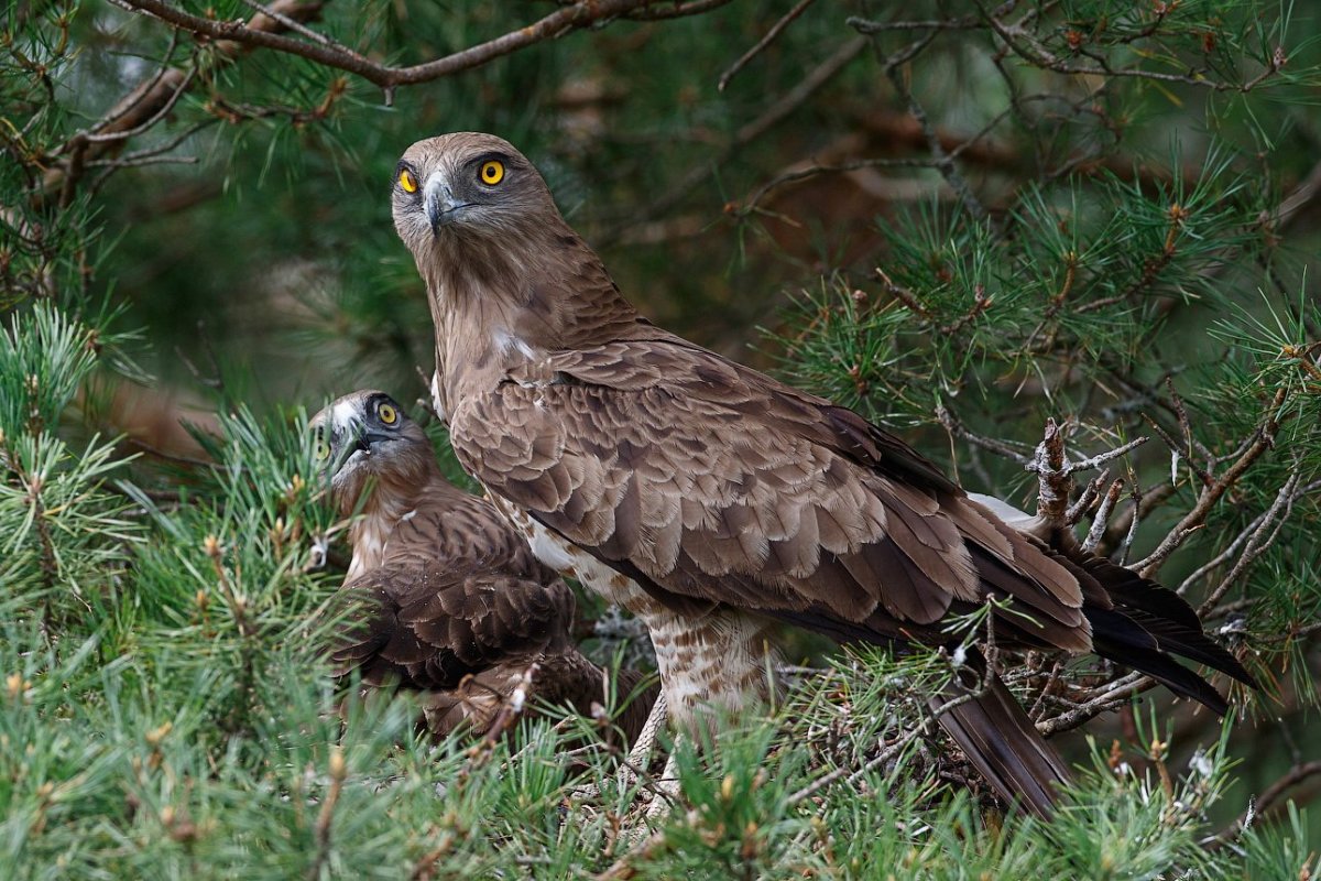 Поползень Перелетная птица