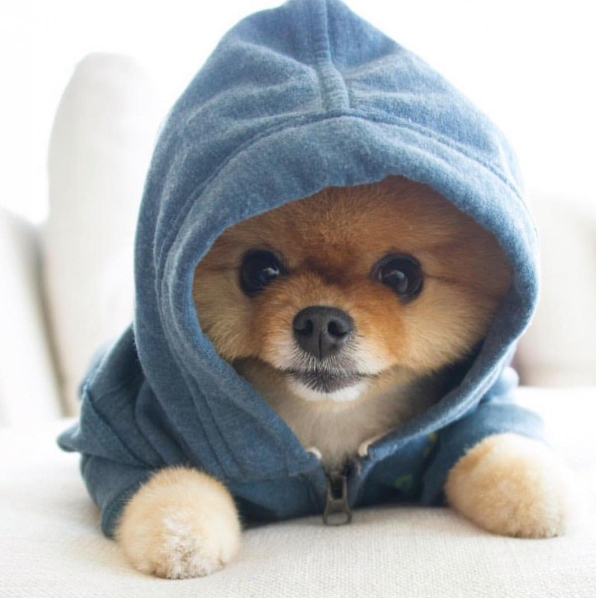 Померанский шпиц jiffpom белый