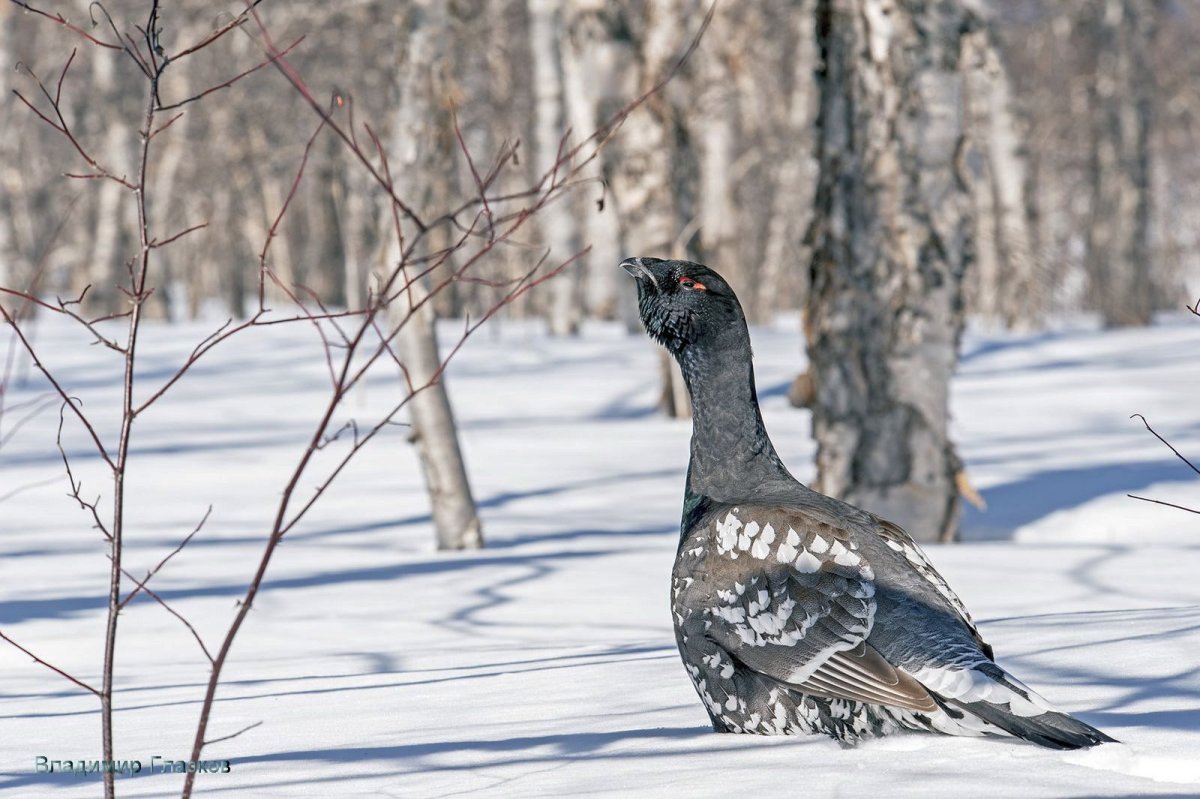 Глухарь Камчатка