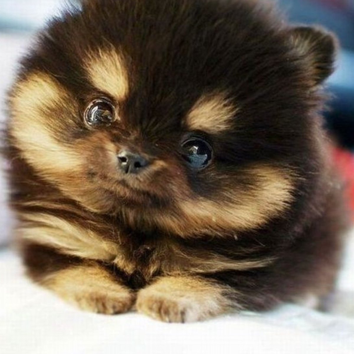 Померанский шпиц Детеныши