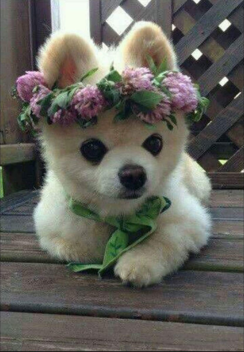 Милые животные