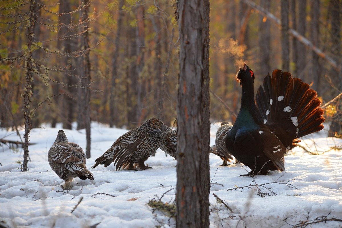 Журавль Перелетная птица