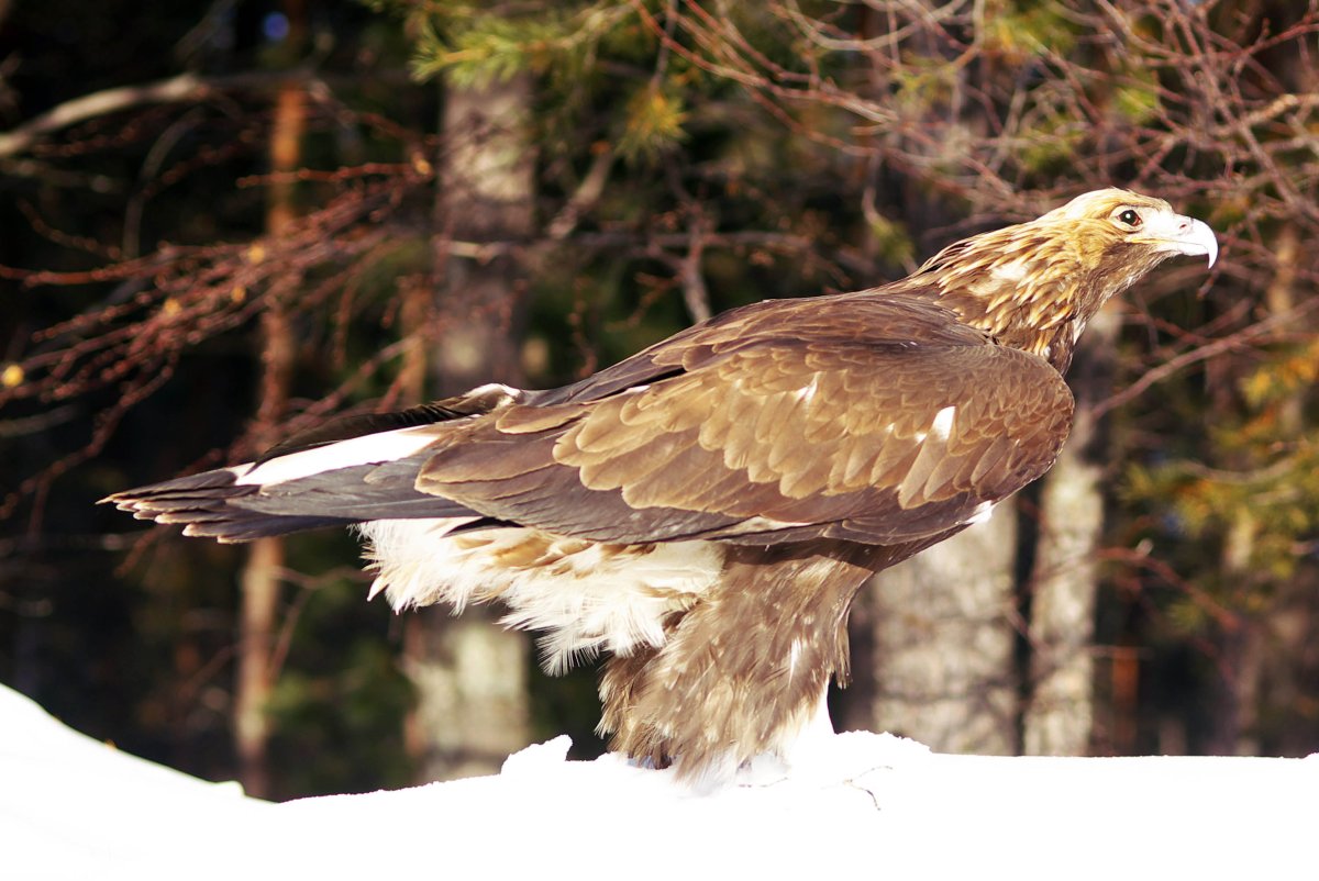 Юганский заповедник животные