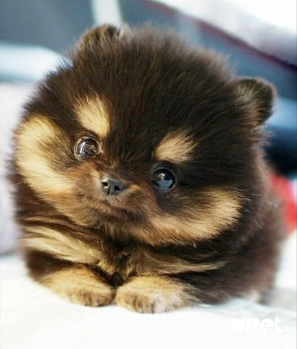 Померанский шпиц милашка